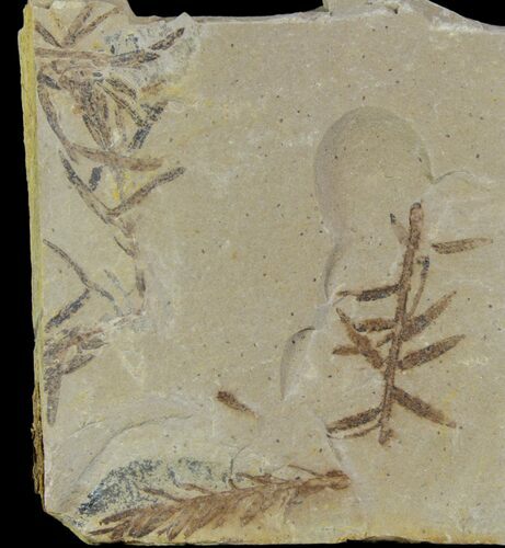 Metasequoia (Dawn Redwood) Fossils - Montana #85782